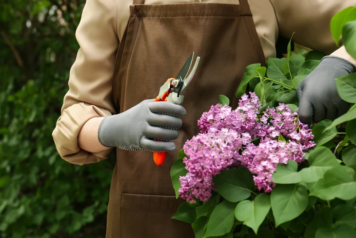 Scène extérieure de jardinage avec personne en tablier beige coupant des fleurs lilas violettes
