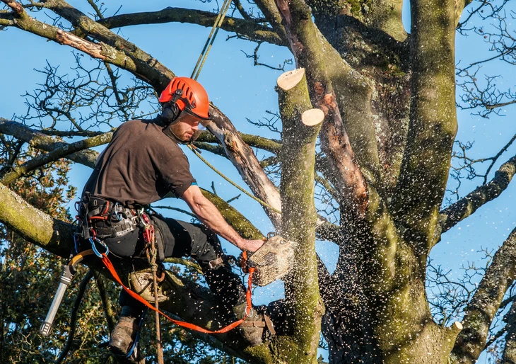 Élagueur professionnel en action dans les branches d'un grand arbre, utilisant une tronçonneuse pour couper une branche