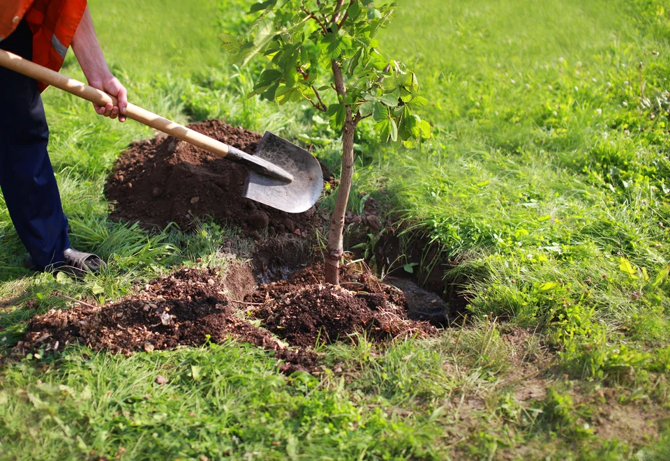 Scène extérieure de plantation d'arbre dans un jardin verdoyant