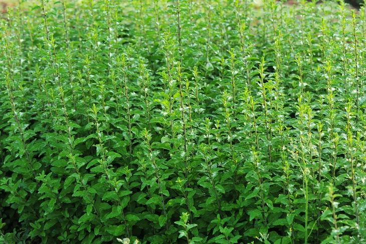 Plantation dense de jeunes arbustes verts en extérieur, végétation luxuriante aux feuilles ovales dentelées, croissance verticale uniforme