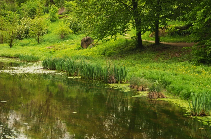 Paysage naturel extérieur avec étang calme aux eaux sombres reflétant la végétation