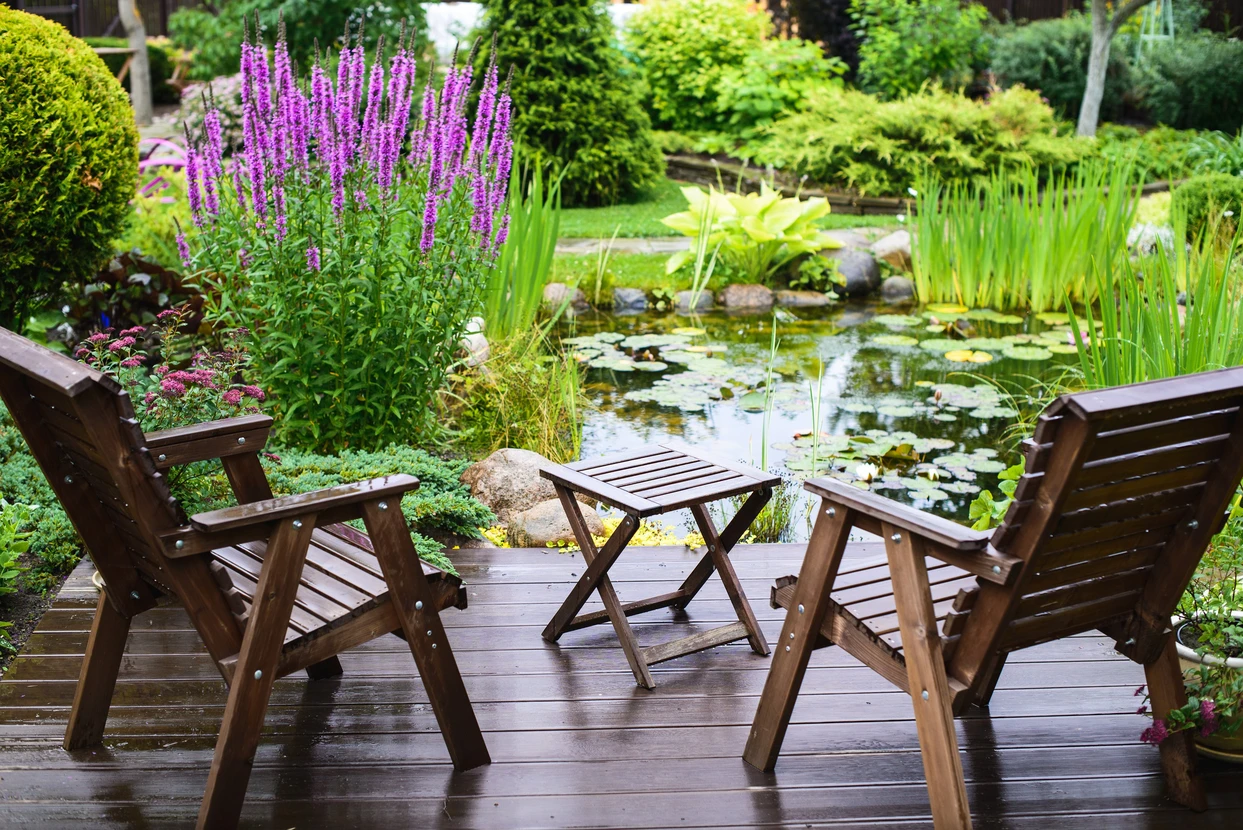 Jardin paysager avec pelouse tondue en bandes altern&eacute;es, bordure de rhododendrons en fleurs violettes et roses, arbres feuillus matures en arri&egrave;re-plan sous ciel bleu