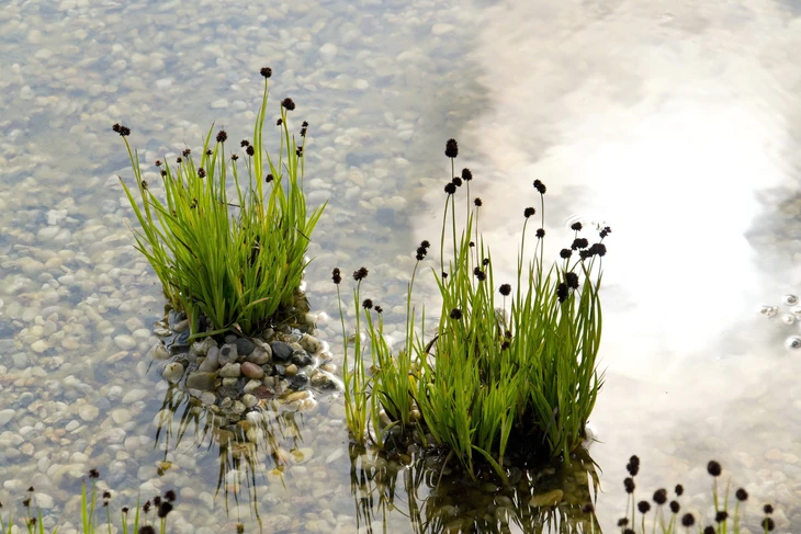 Scène extérieure d'un plan d'eau avec végétation aquatique émergente