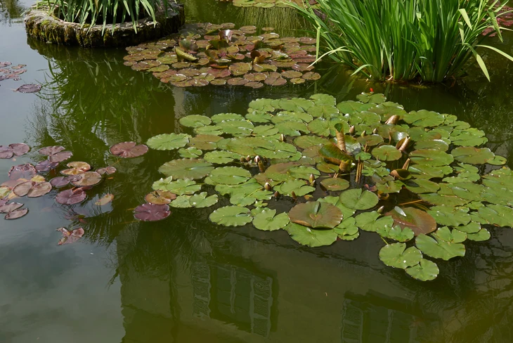 Bassin d'agrément extérieur avec nénuphars aux feuilles flottantes vertes et pourpres, végétation aquatique périphérique incluant iris et graminées ornementales