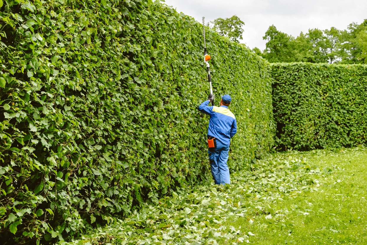 Jardinier professionnel en combinaison bleue taille une haie dense avec un taille-haie électrique à perche télescopique dans un espace vert résidentiel