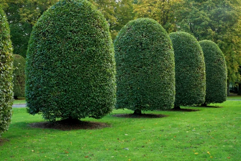 Scène extérieure de jardinage automnal avec tas de feuilles mortes brunes accumulées sur pelouse verte