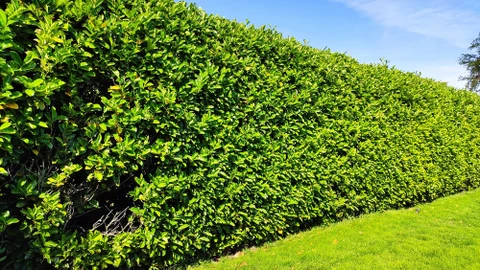 Travail dans le jardin : Un jardinier coupe, élance et façonne le bois de boxe, buxus en utilisant des ciseaux de haie avec des fleurs en fleurs, des arabis et des phlox rampants en arrière-plan