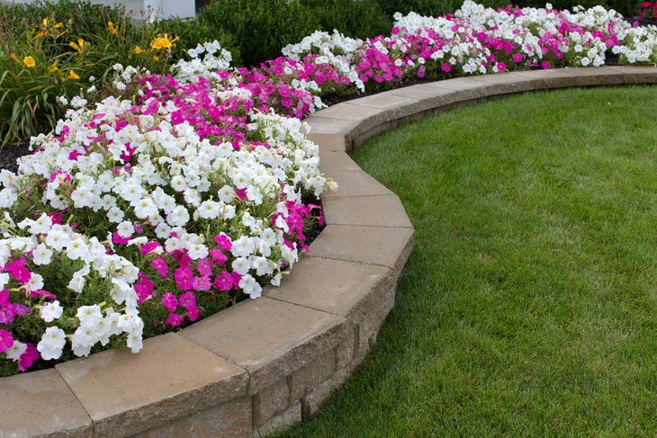 Jardin paysager avec pelouse tondue en bandes alternées, bordure de rhododendrons en fleurs violettes et roses, arbres feuillus matures en arrière-plan sous ciel bleu