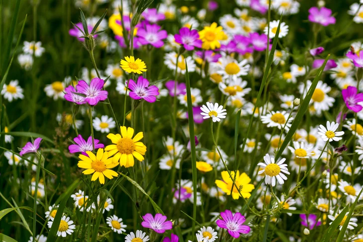 Scène extérieure de jardinage résidentiel avec massif fleuri rose vif et blanc, fenêtre blanche ornée de jardinières contenant fougères vertes luxuriantes