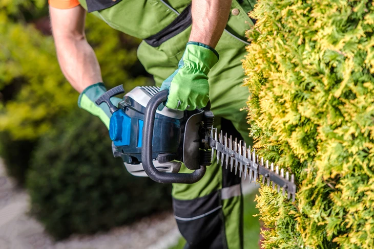 Professionnel en tenue de travail avec gants de protection verts effectuant la taille d'une haie de conifères dans un jardin extérieur